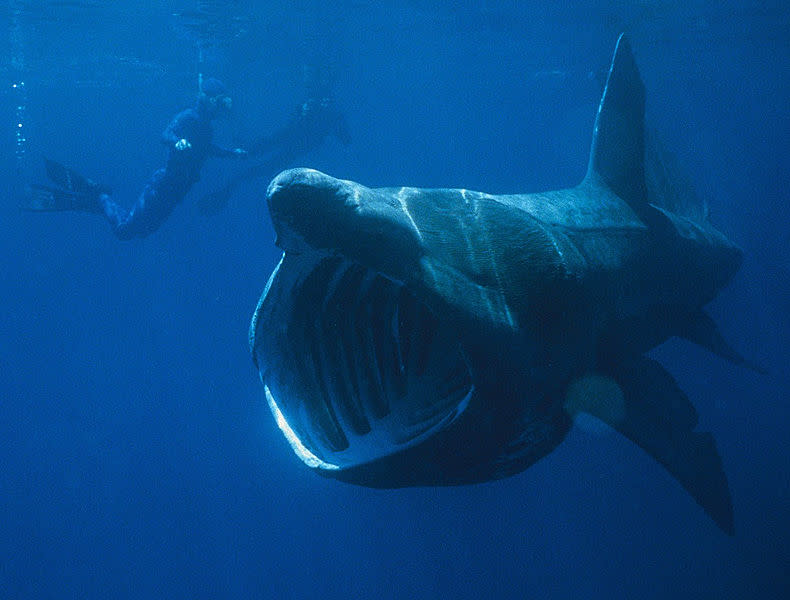 Que no te engañe la gran boca del tiburón peregrino / Foto: Chris Gotschalk en Wikipedia