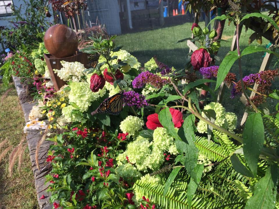 Beautiful flowers that butterflies love in the Demonstration Garden at the Johnson County Fairgrounds.