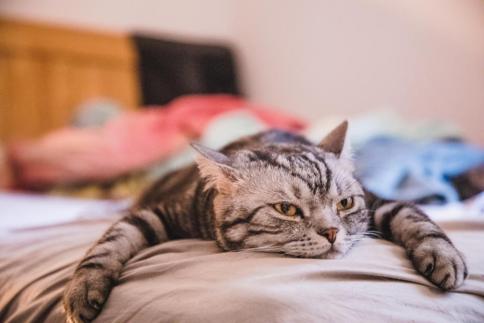 Bored-looking shorthair cat lying on bed. 