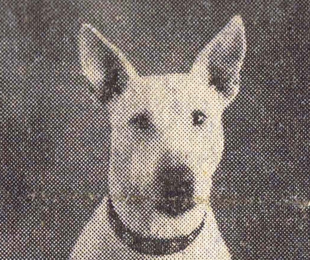 Peggy the Bull Terrier was adopted by Scottish soldiers during the Second World War and boosted their morale. (Picture: Gordon Highlanders Museum)