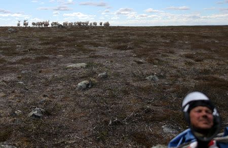 Sami reindeer herder Nils Mathis Sara, 60, drives his ATV as he follows a herd of reindeer, on the Finnmark Plateau, Norway, June 16, 2018. REUTERS/Stoyan Nenov/Files