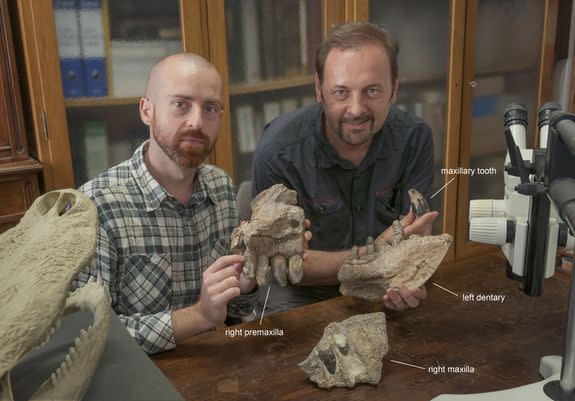 Paleontologists Cristiano Dal Sasso (right) and Simone Maganuco (left) exhibit some skull bones of Razana in Milan.