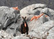 A brush-tailed rock-wallaby eats carrots from a food drop in an area affected by bushfires in Australia