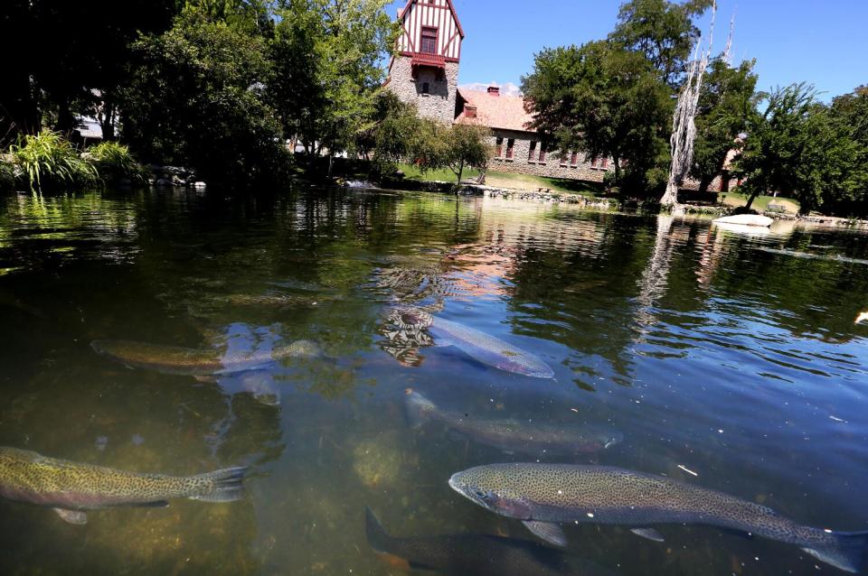 Rainbow trout swim in a pond at the Mt. Whitney Fish Hatchery near Independence.