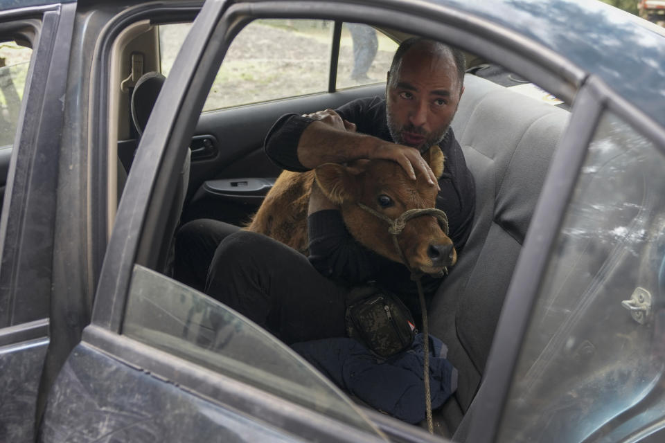 Miguel Aparicio holds a Spanish Fighting Bull calf in the back of a car after it arrived at his farm animal shelter in La Calera, Colombia, Thursday, Feb. 16, 2023. Aparicio, who runs the shelter, had to hop in the car and chase after the calf after it ran away upon arrival at the shelter. (AP Photo/Fernando Vergara)