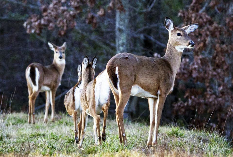 NC Wildlife proposes WNC bear, deer hunting season changes, hunting