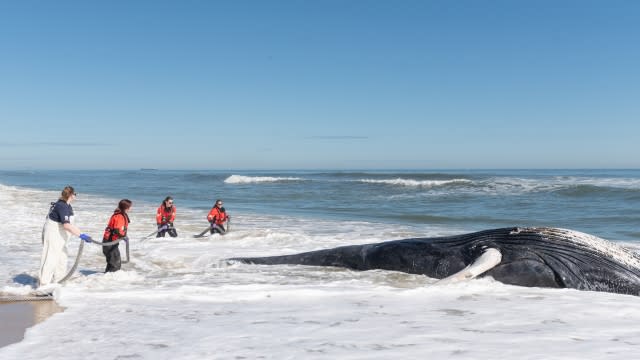 A young humpback whale beached in Virginia Beach, Virginia, March 4, 2024.