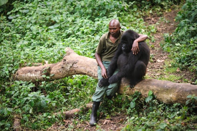 Ranger gives gorilla a hug after parents killed by poachers