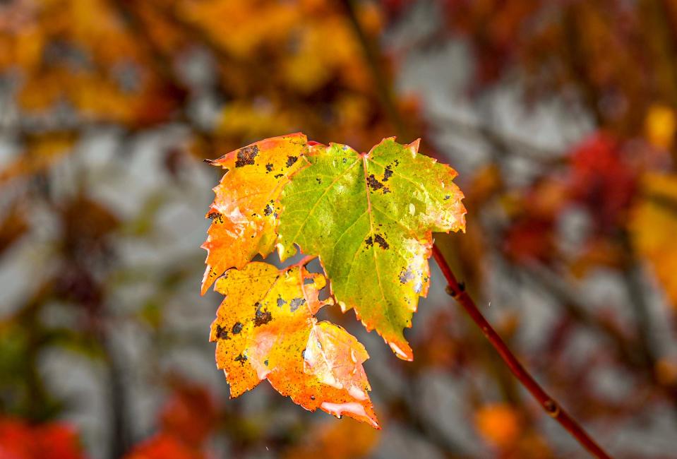 Leaves changing colors at Table Rock State Park headquarters and visitor center, during a peak time to view leaves in Upstate South Carolina in the first week of November 2021. 