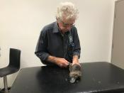 Veterinarian staff care for a rescued platypus in New South Wales, Australia