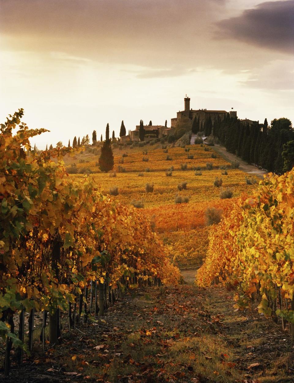 <p>Wine tasting with a side of fall foliage? A million times yes.</p><p><a class="link " href="https://go.redirectingat.com?id=74968X1596630&url=https%3A%2F%2Fwww.tripadvisor.com%2FHotel_Review-g635634-d1147343-Reviews-Rosewood_Castiglion_Del_Bosco-Montalcino_Tuscany.html&sref=https%3A%2F%2Fwww.womenshealthmag.com%2Flife%2Fg41359461%2Fbest-fall-foliage-places%2F" rel="nofollow noopener" target="_blank" data-ylk="slk:BOOK NOW;elm:context_link;itc:0;sec:content-canvas">BOOK NOW</a> <em><strong>Castiglion Del Bosco</strong></em></p>