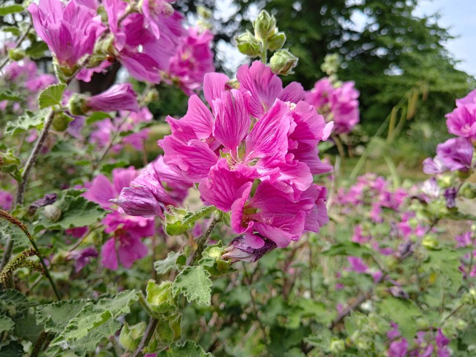 A photo taken on the Asus Zenfone 10