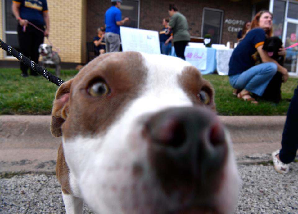 Tony, a terrier/pit bull mix, sticks his nose in for his close-up during Tuesday’s All Kind Animal Initiative “Donuts and Dogs” event at the Abilene Animal Shelter.