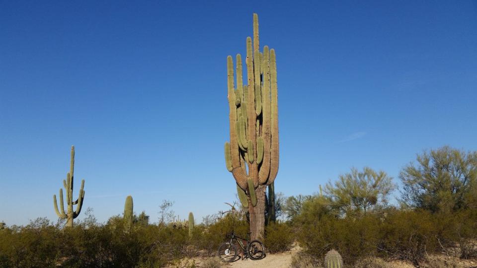 Strong-Arm the 40-foot saguaro in its heyday in 2016 before it fell on Aug. 4 in the Tortolita Preserve.