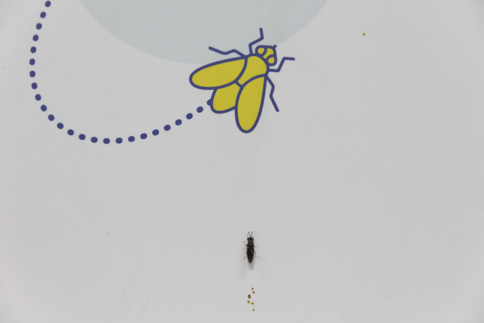 A black soldier fly sits on a wall at the Innovafeed factory in Nesle, France, on Tuesday, June 13, 2023. (AP Photo/Aurelien Morissard)