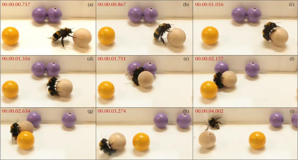Capturas de tela da brincadeira das abelhas com bolas (Imagem: Dona et al./Animal Behaviour)