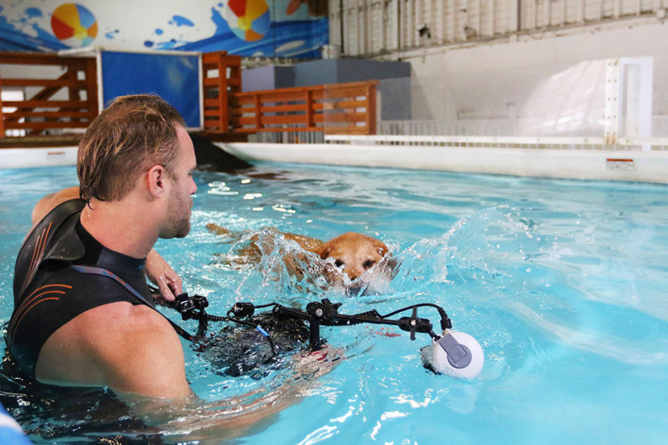 Henry, a lab mix, and Casteel in the pool.