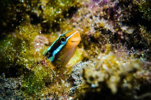 <span class="caption">The fangblenny pretends to be a helpful 'cleaner fish' but actually bites its hosts.</span> <span class="attribution"><span class="source">fenkieandreas / shutterstock</span></span>