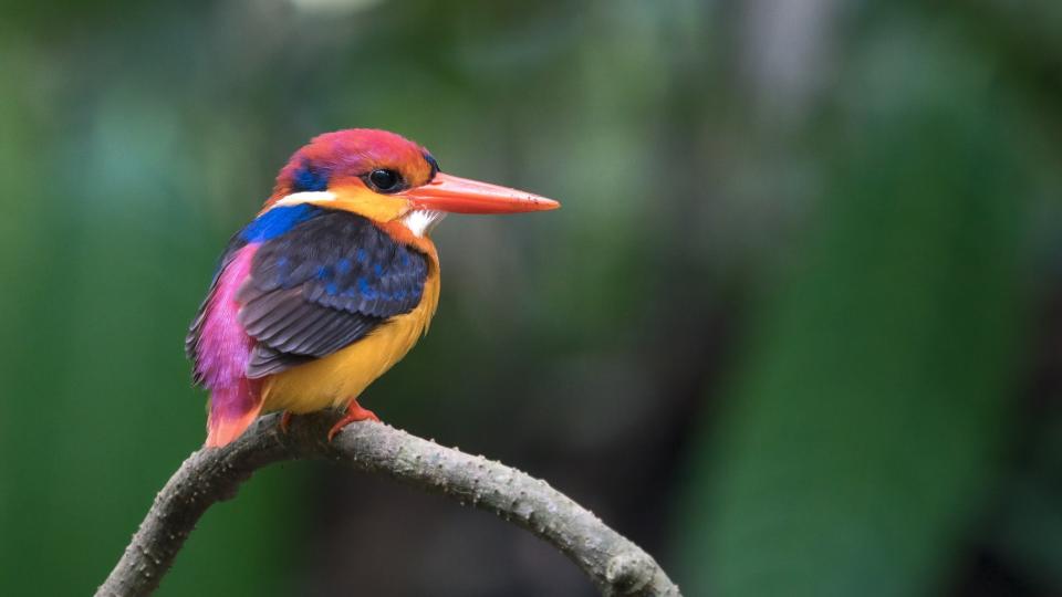 Black-backed dwarf kingfisher