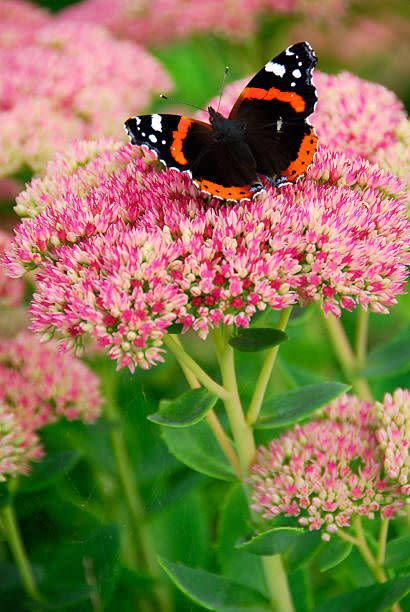 Autumn Sedum