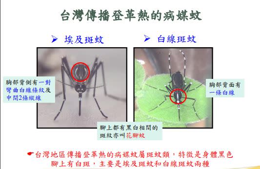 研究推估，一隻埃及斑蚊在最適條件下，可傳播登革熱病毒給84人（圖／台南衛生局提供）