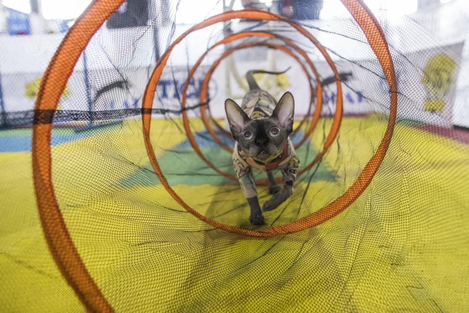 Bemisu, a Sphynx cat from Denver, rehearses the agility course during the meet the breeds companion event to the Westminster Kennel Club Dog Show, Saturday, Feb. 11, 2017, in New York. (AP Photo/Mary Altaffer)