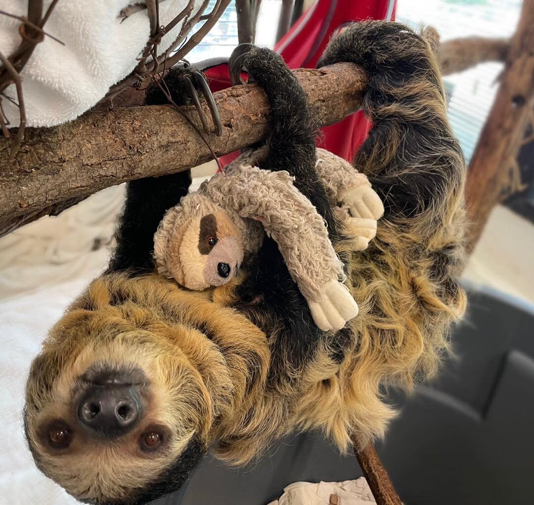 pregnant sloth with stuffed animal