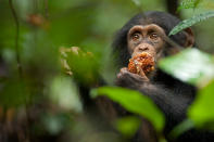 DisneyNature's "Chimpanzee" - 2012