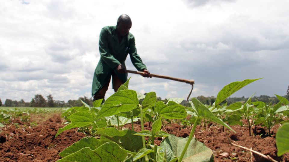  A Kenyan farmer at work in a field growing PABRA beans. - Stephanie Malyon