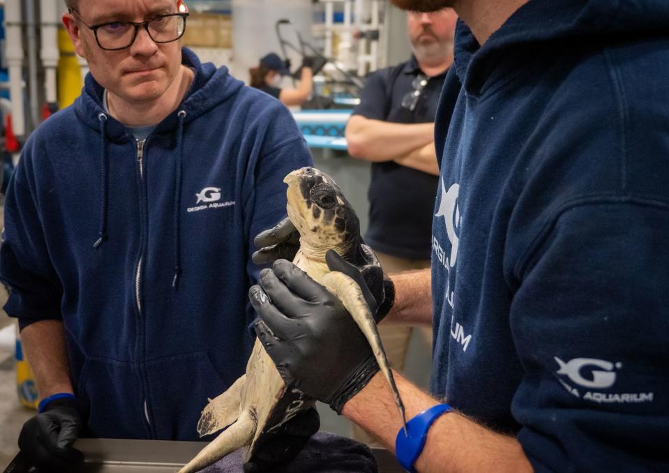 The aquarium said the turtles, which were rescued off the coast of New England, have been taken to their off-site care facility for temporary care and housing.