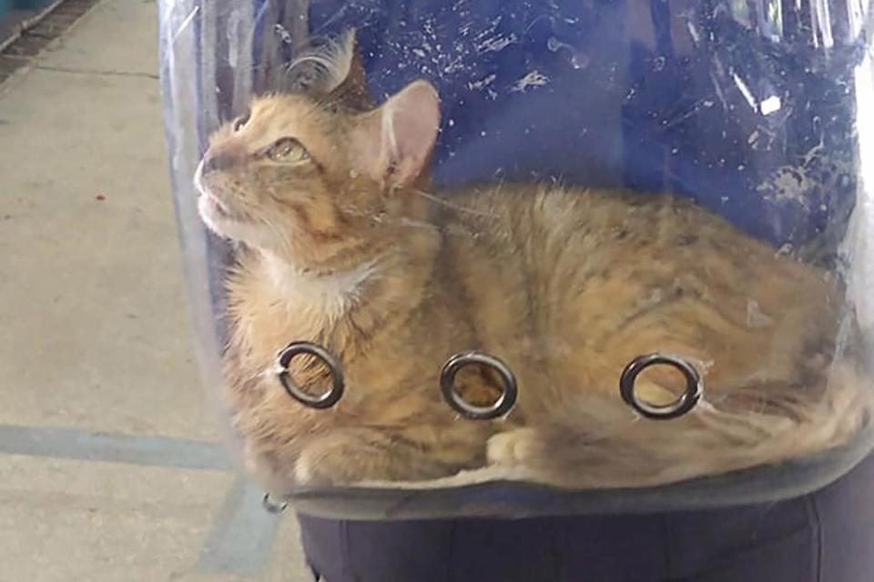 Special Needs Cat Sees the World Through a Clear Backpack