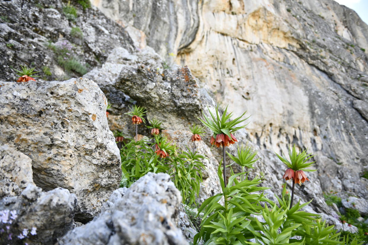 Die Artgenossen der Gattung Fritillaria wachsen so abgelegen, dass sie keiner Tarnung bedürfen. (Bild: Ali Ozturk/Anadolu Agency via Getty Images)