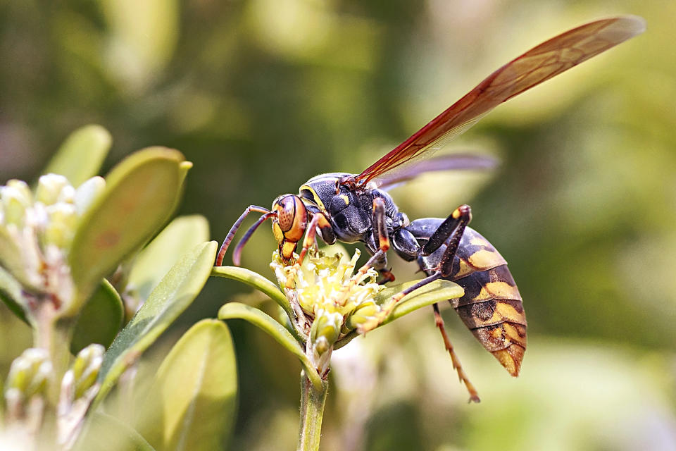 Wasp - Copyright: getty images