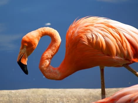 Flamingo (notice the downward beak)