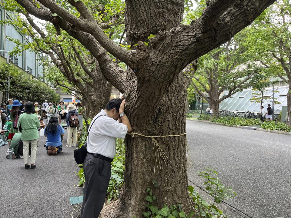 Takayuki Nakamura prays against a 100-year-old ginkgo tree that could be cut down under a disputed development plan for in the Tokyo Jingu Gaien park area in Tokyo, Sunday, Aug. 27, 2023. Nakamura, among a few hundred who gathered on Sunday to protest, planted his face in the bark of one tree and prayed. The area was set aside 100 years ago on honor the Meiji Emperor.(AP Photo/Stephen Wade)