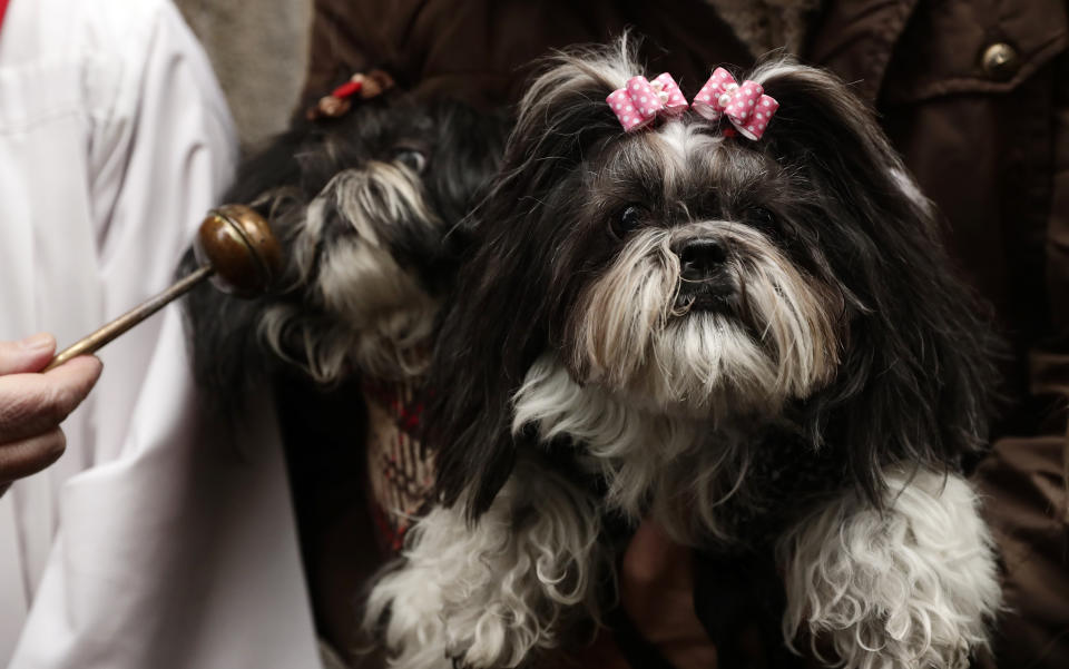A priest anoints a couple of dogs in Madrid on Jan. 17, 2019. (Photo: Manu Fernandez/AP)