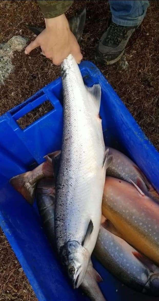 Atlantic salmon found in the North. The Arctic Salmon Project has been documenting unusual fish caught by community-based harvesters. (Derwin Parr - image credit)