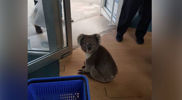 The adorable animal wandered into the Tocumwal Pharmacy on the Victorian border on Friday. Photo: Facebook/ Tocumwal Chemist