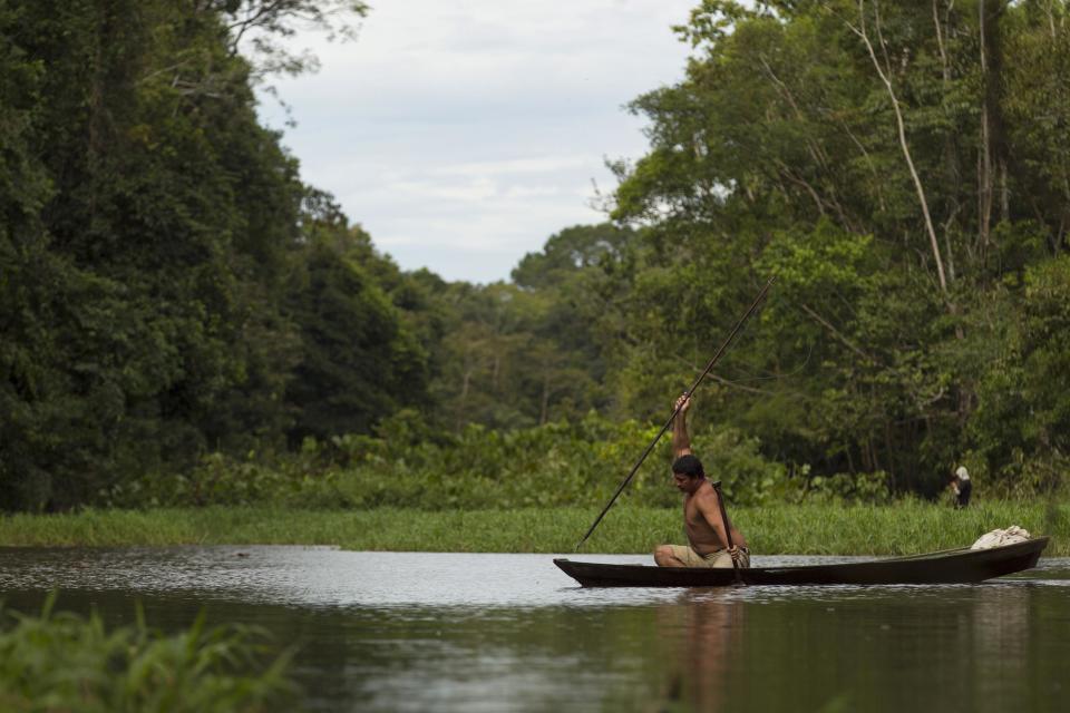 Villager Edson de Souza from the Rumao Island community spears an arapaima or pirarucu, the largest freshwater fish species in South America and one of the largest in the world, while fishing in a branch of the Solimoes river, one of the main tributaries of the Amazon, in the Mamiraua nature reserve near Fonte Boa about 600 km (373 miles) west of Manaus, November 24, 2013. Catching the arapaima, a fish that is sought after for its meat and is considered by biologists to be a living fossil, is only allowed once a year by Brazil's environmental protection agency. The minimum size allowed for a fisherman to keep an arapaima is 1.5 meters (4.9 feet). Picture taken November 24, 2013. REUTERS/Bruno Kelly (BRAZIL - Tags: ENVIRONMENT SOCIETY ANIMALS) ATTENTION EDITORS: PICTURE 04 OF 22 FOR PACKAGE 'FISHING FOR BRAZIL'S FOSSILS'. TO FIND ALL IMAGES SEARCH 'ARAPAIMA KELLY'