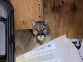 Authorities found a mountain lion that was trapped inside a homeowner’s shed on the mesa in Hesperia.