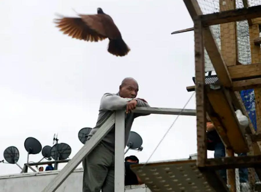 Mike Tyson and his pigeons.