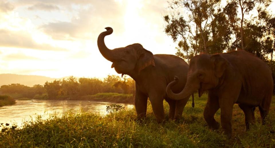 El Anantara Golden Triangle Elephant Camp & Resort, ubicado en medio de la jungla del norte de Tailandia, es famoso por su campamento de elefantes. La mayoría de ellos fueron rescatados y en este complejo pueden vivir en libertad además de ser una atracción para los visitantes. (Foto: <a href="http://www.anantara.com/en/golden-triangle-chiang-rai/elephant-camp/?category=additional-elephant-experiences" rel="nofollow noopener" target="_blank" data-ylk="slk:Anantara Golden Triangle Elephant Camp & Resort;elm:context_link;itc:0;sec:content-canvas" class="link ">Anantara Golden Triangle Elephant Camp & Resort</a>).