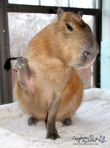 Capybaras are smart.