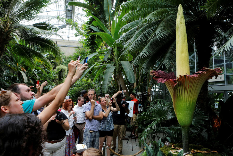 FILE PHOTO - Tourists look at a seven year old 250 pound titan arum (Amorphophallus titanum) after it bloomed for the first time ever at the U.S. Botanic Garden in Washington, DC, U.S., on July 22, 2013. REUTERS/Larry Downing/File Photo