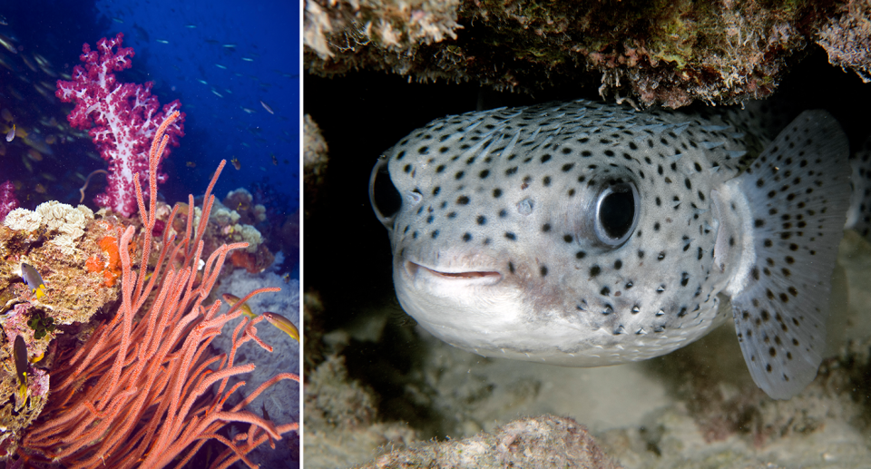 The government says the Great Barrier Reef is the best managed in the world and should not be listed as 