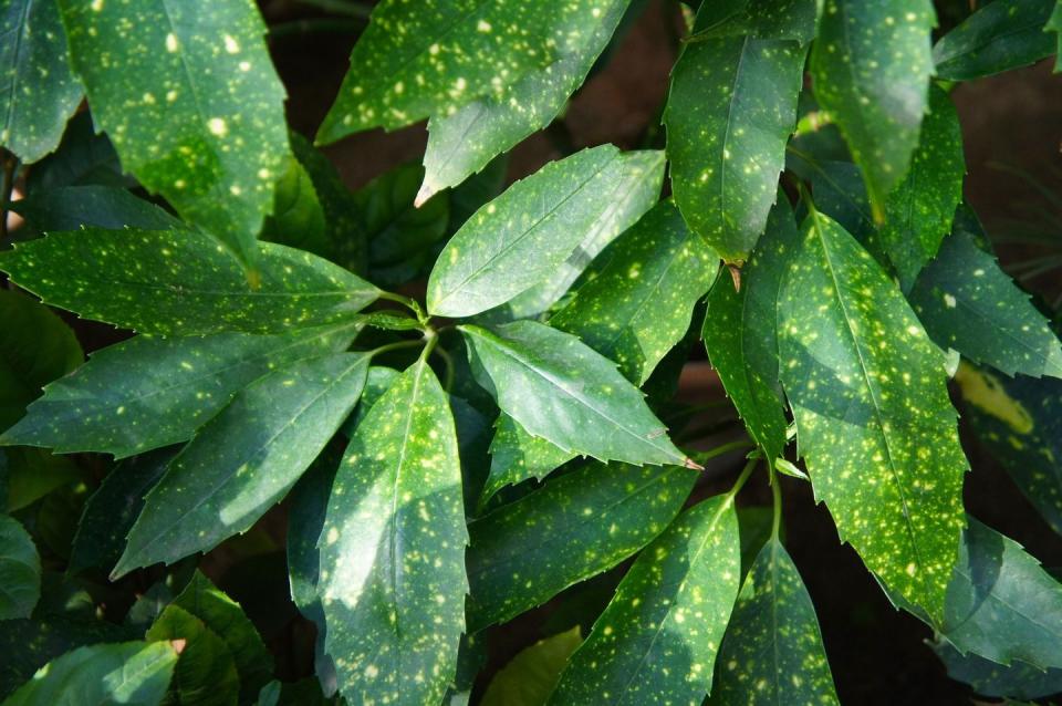 15) Spotted Laurel (Aucuba)