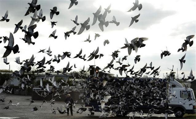 Pigeons take flight