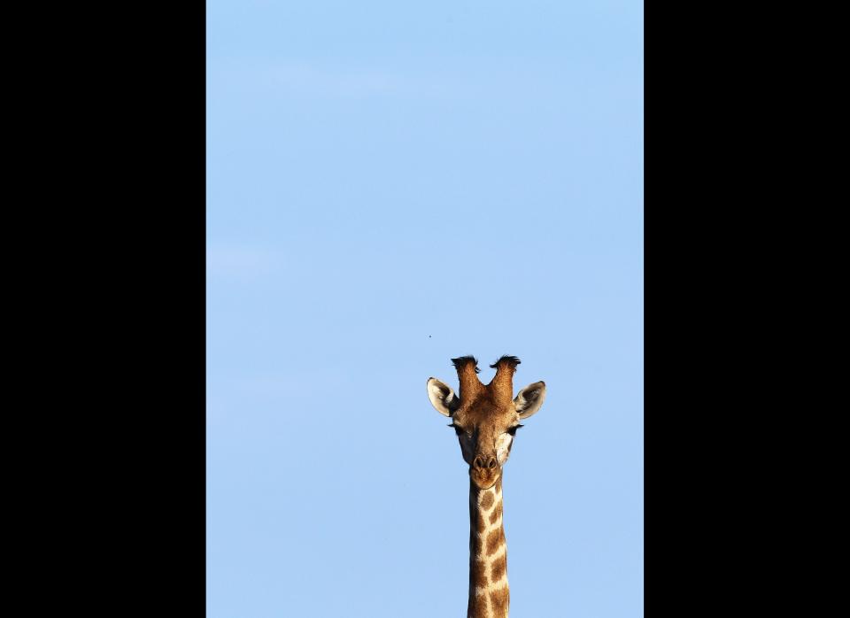 A giraffe poses at Mashatu.    <em>Photo by Cameron Spencer/Getty Images</em>