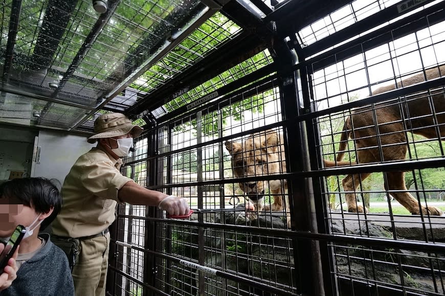 日本富士野生動物園Fuji Safari Park