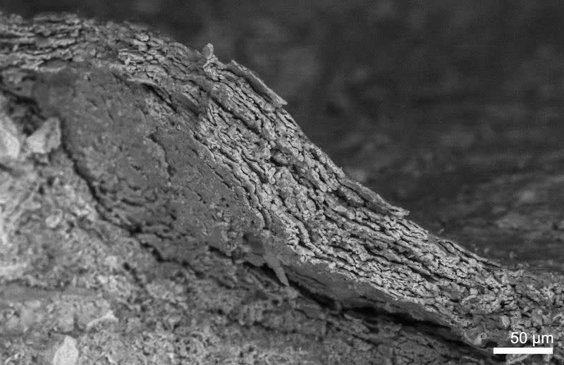 Fossilized skin of the dog-sized Cretaceous Period dinosaur Psittacosaurus from China is shown under an electron microscope